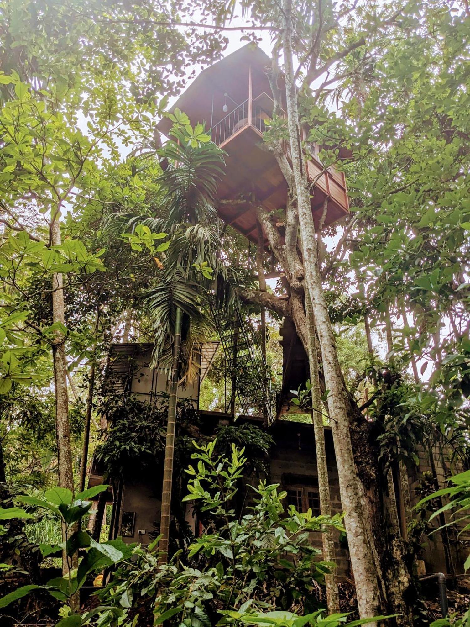 Ella Jungle Inn Homestay And Tree House Ngoại thất bức ảnh
