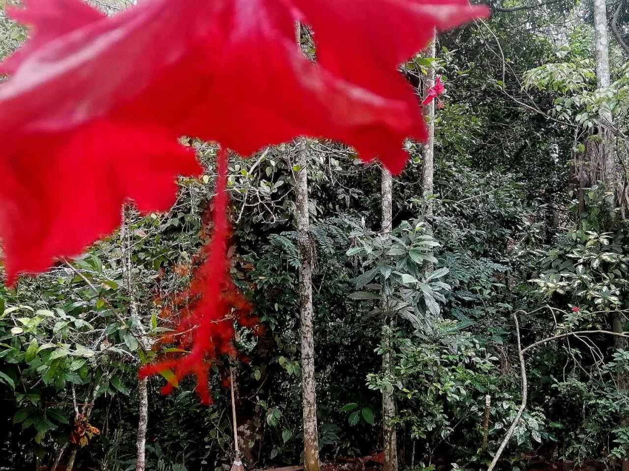 Ella Jungle Inn Homestay And Tree House Ngoại thất bức ảnh