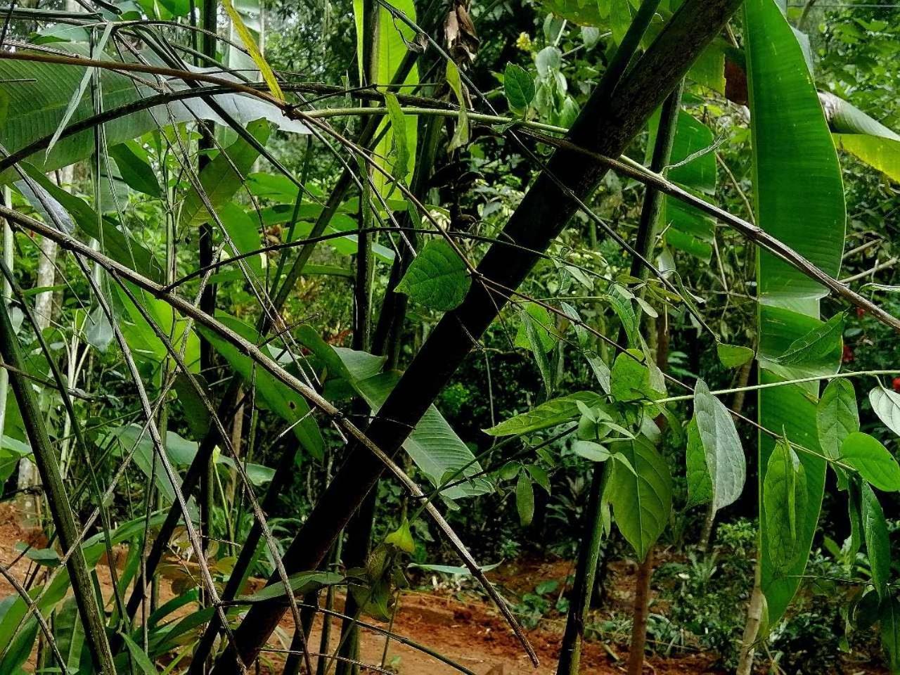 Ella Jungle Inn Homestay And Tree House Ngoại thất bức ảnh