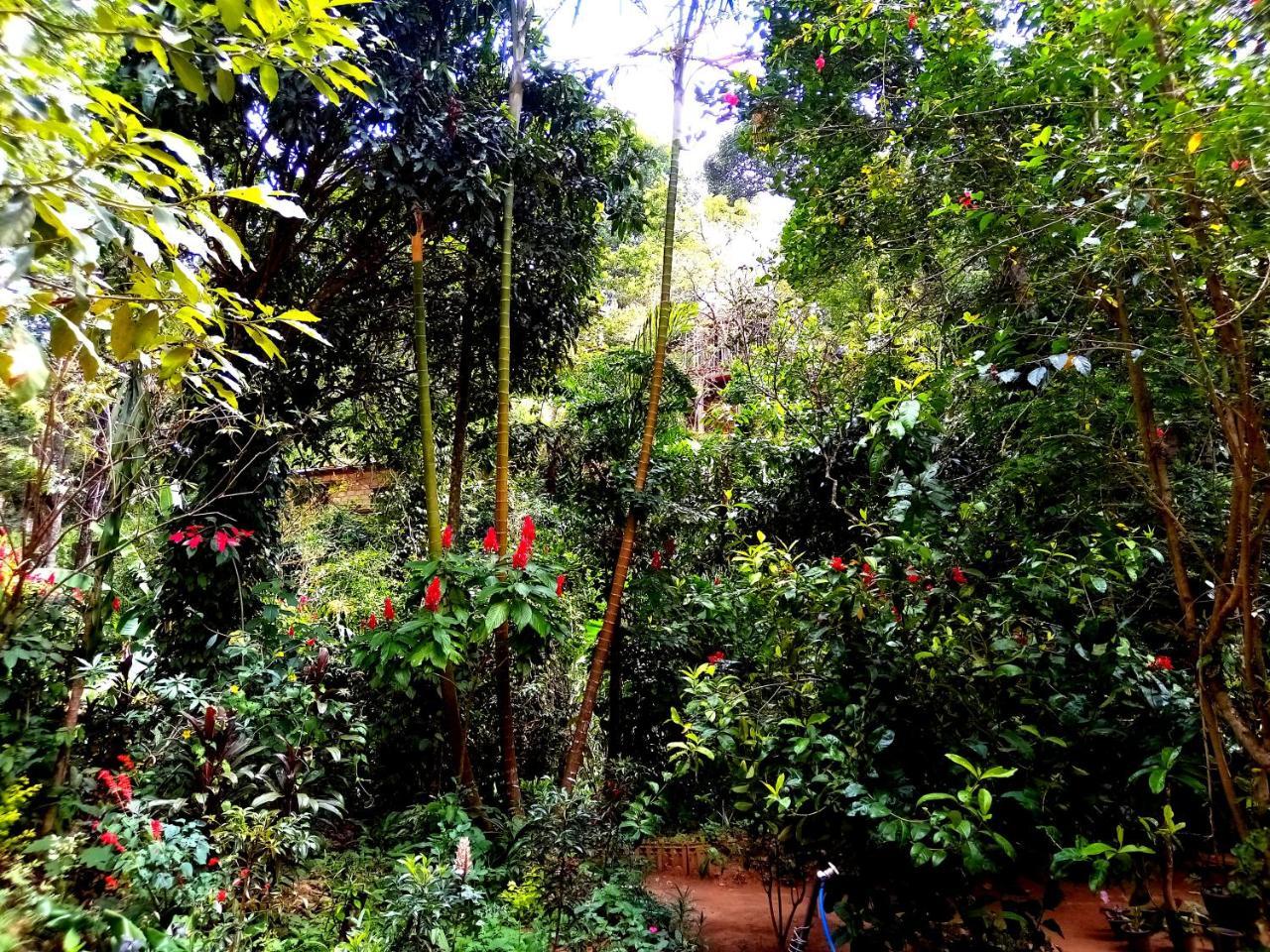 Ella Jungle Inn Homestay And Tree House Ngoại thất bức ảnh