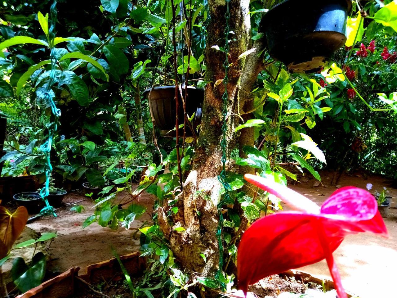 Ella Jungle Inn Homestay And Tree House Ngoại thất bức ảnh