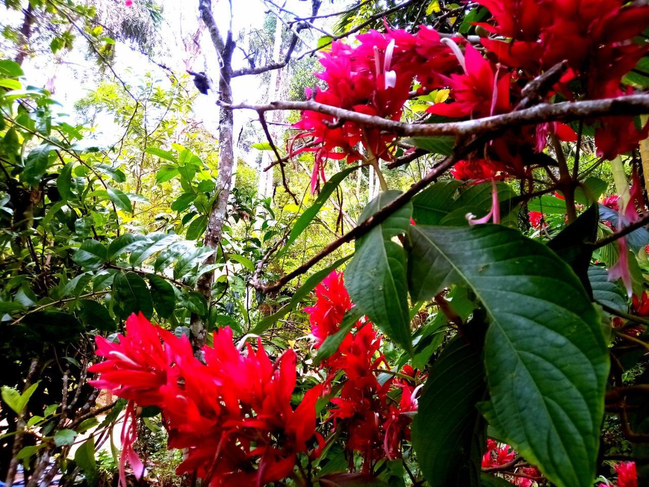Ella Jungle Inn Homestay And Tree House Ngoại thất bức ảnh