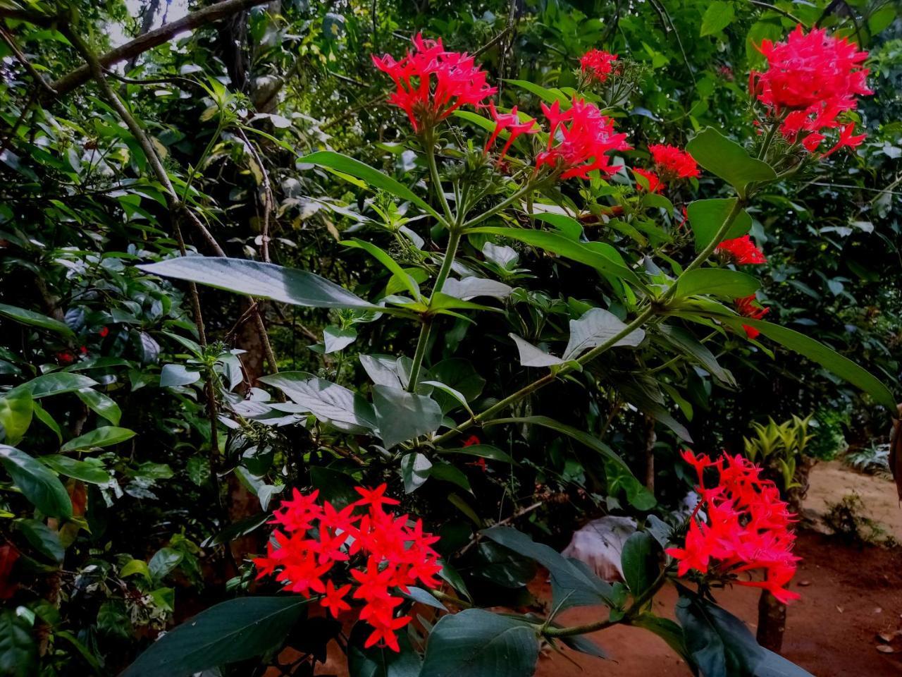 Ella Jungle Inn Homestay And Tree House Ngoại thất bức ảnh